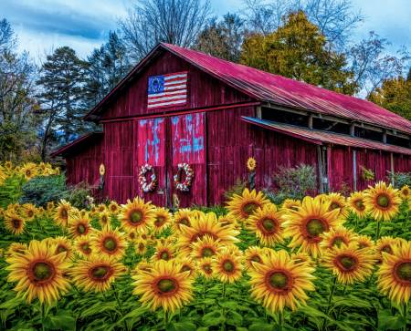 Panel - Barn in Sunflowers