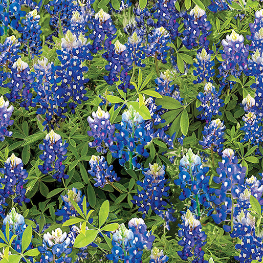 Benartex - Flowers of Friendship - Bluebonnet Flowers Blue